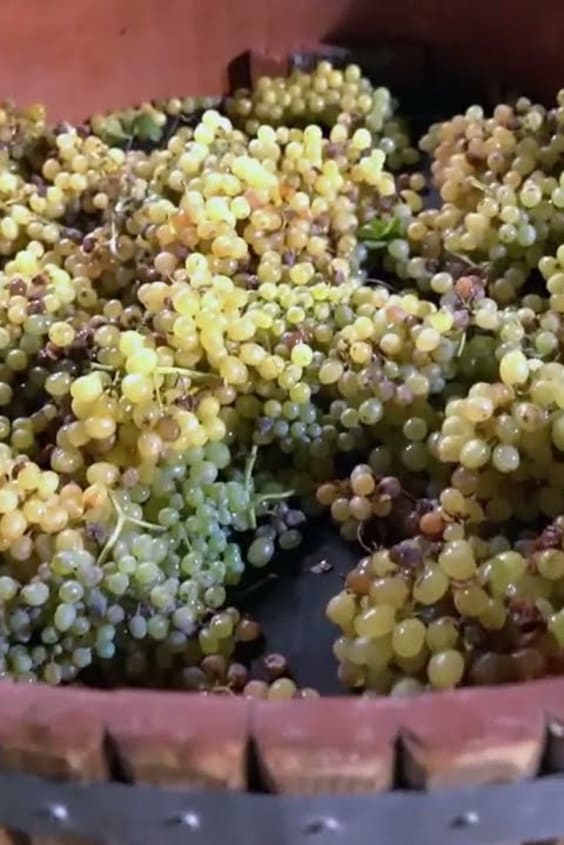 Sofia Vergara (53) muestra sus famosas curvas con estampado de leopardo mientras se despide de París